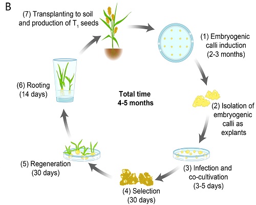 科学家建立碳四禾谷类研究的模式植物体系