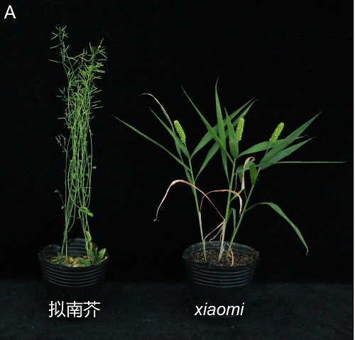 科学家建立碳四禾谷类研究的模式植物体系